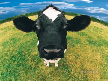 realistic cow Oil Paintings